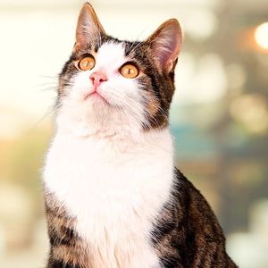 Meet your Posher, Dzrake